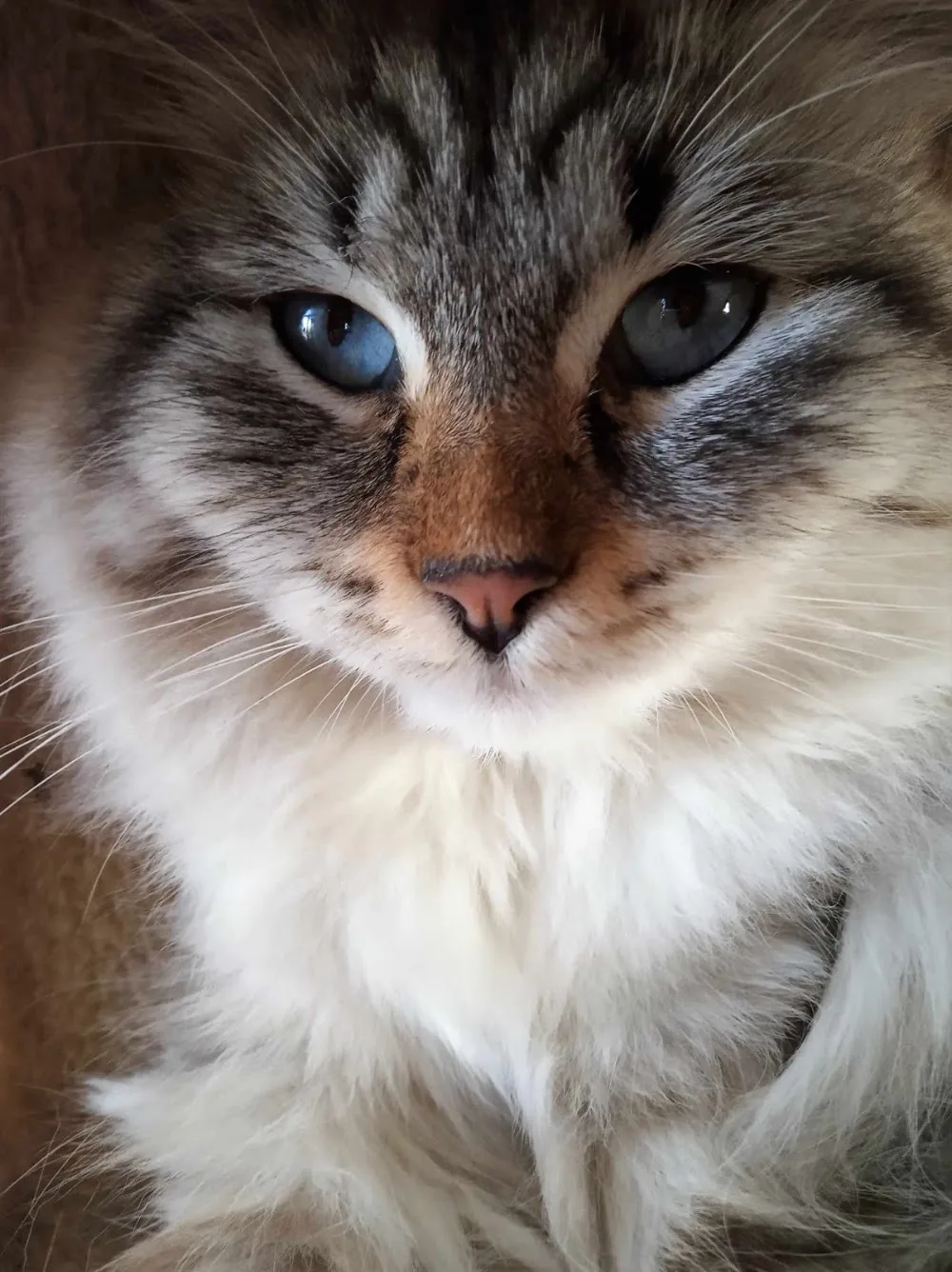 Agnesborg Neva Masquerade Cattery - Troms pet otel
