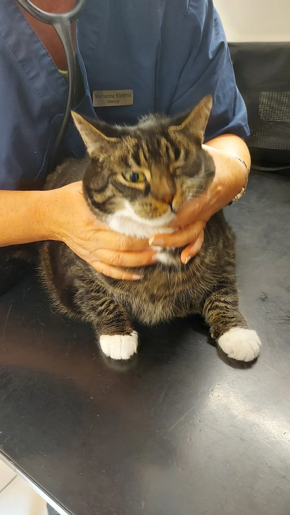 Evidensia Tromso Veterinary Center - Troms pet otel görseli 3