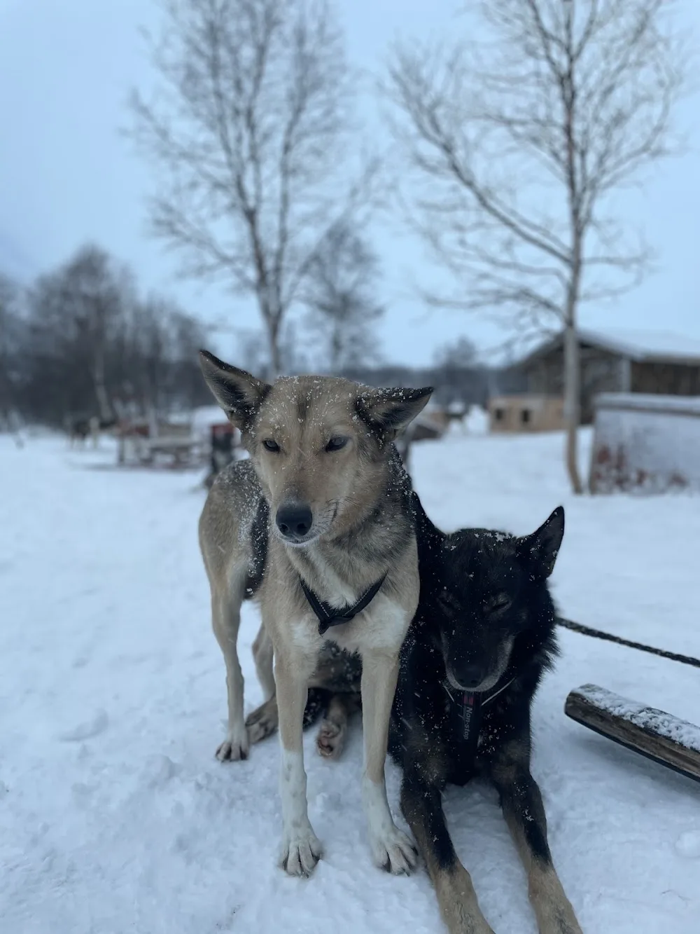 Harkin Husky Farm - Troms pet otel görseli 3