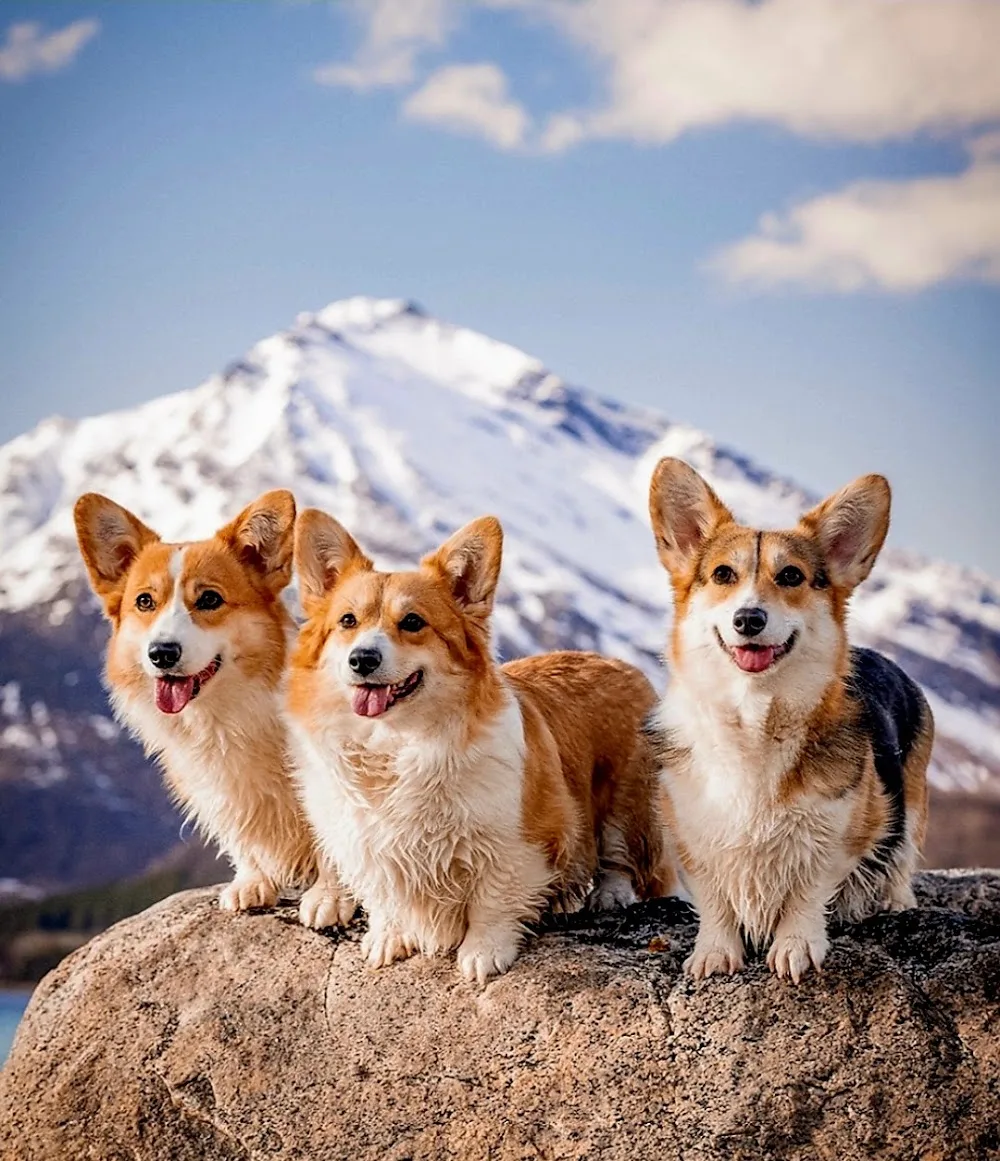 Kennel Pemlandia - Troms pet otel