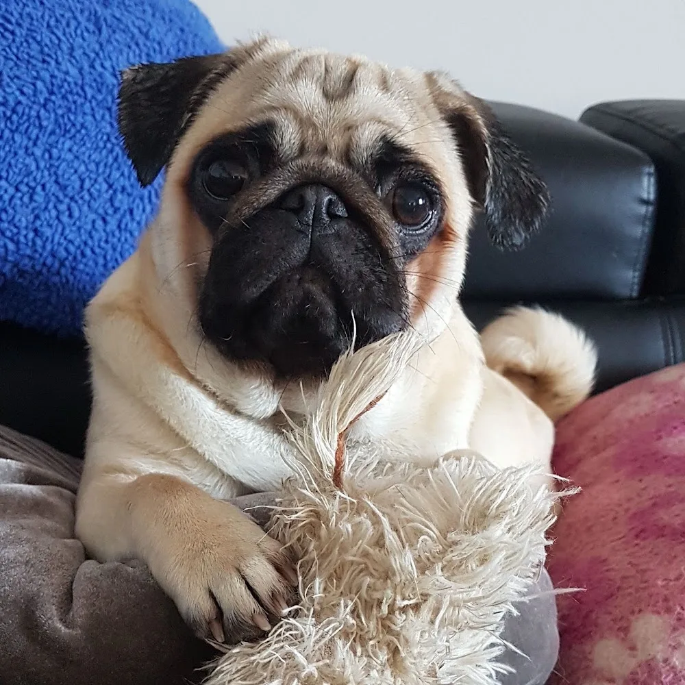 Kennel Snowpug - Troms pet otel