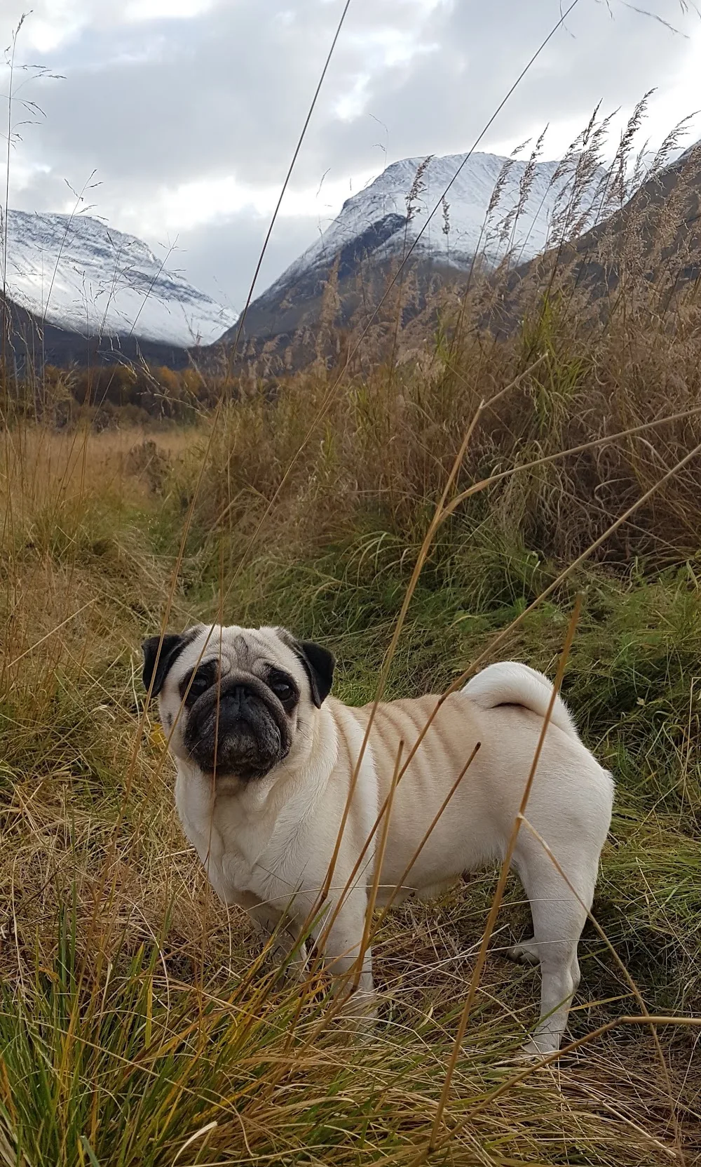 Kennel Snowpug - Troms pet otel görseli 3