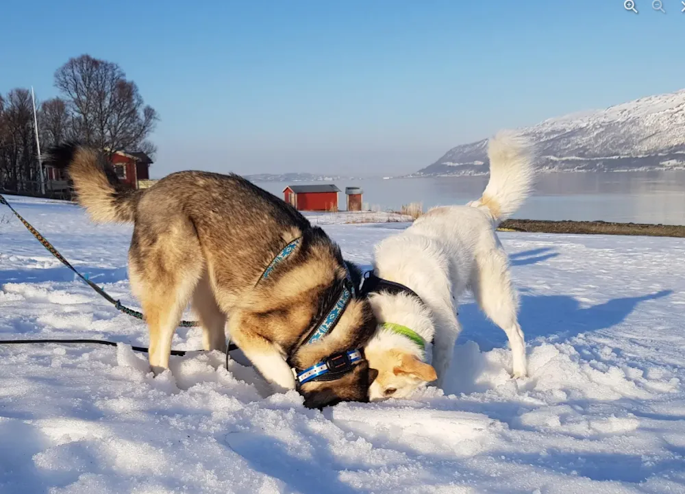 Wagner Hundepass - Troms pet otel