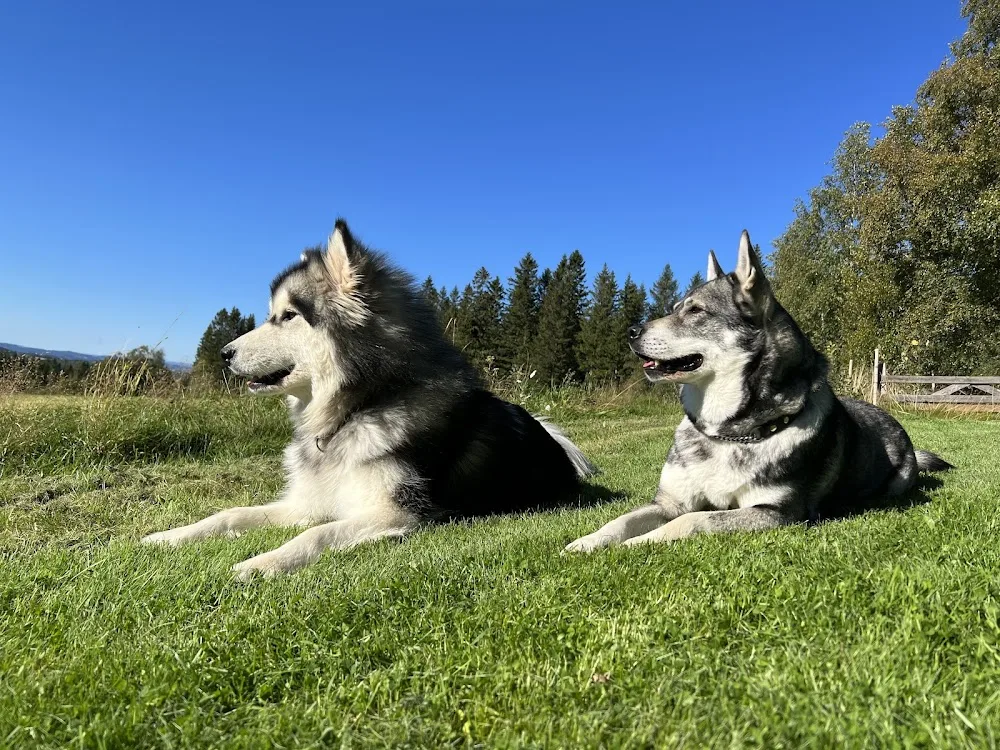 Austmohaugen Kennel og butikk - Trøndelag pet otel