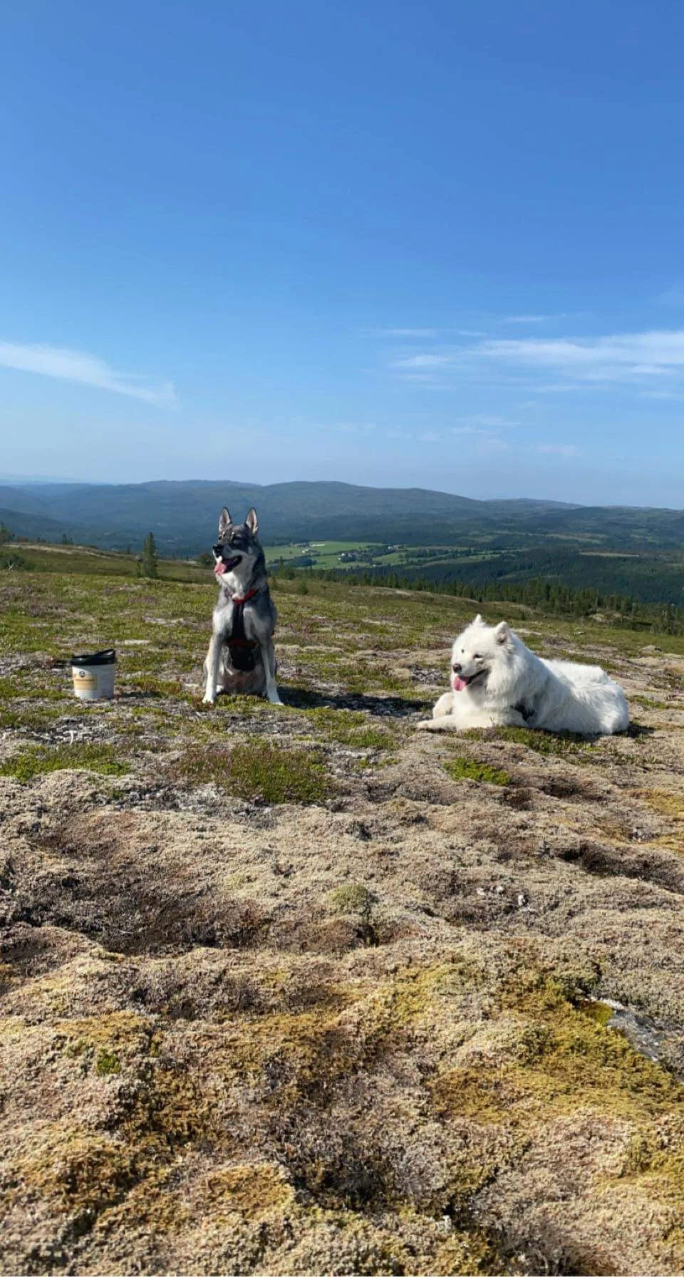 Austmohaugen Kennel og butikk - Trøndelag pet otel görseli 3