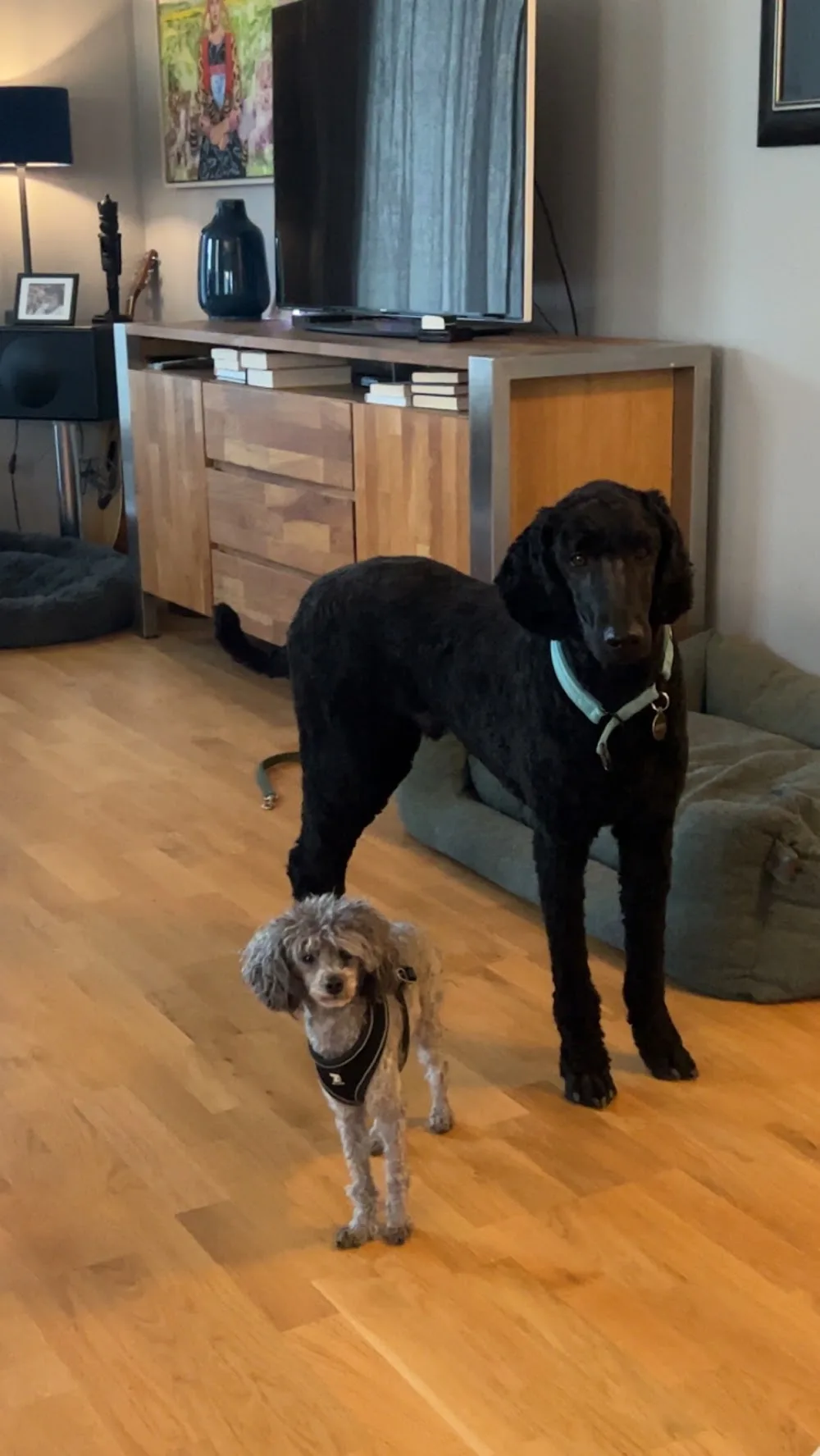 Det Lille Hundehotellet i Buvika - Trøndelag pet otel
