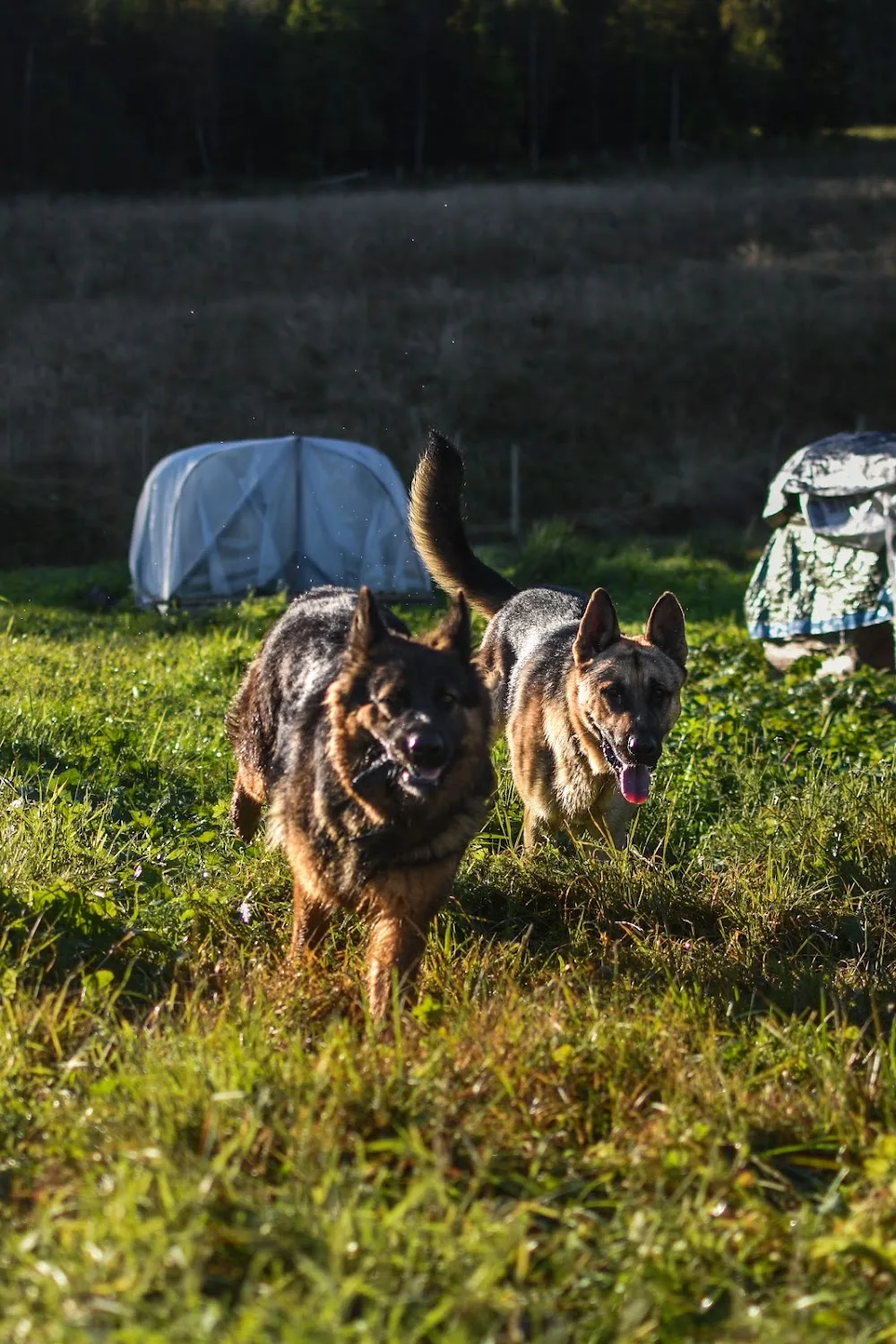 Fosen Hundepensjonat - Trøndelag pet otel
