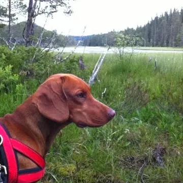 Frosta hundehotell - Trøndelag pet otel