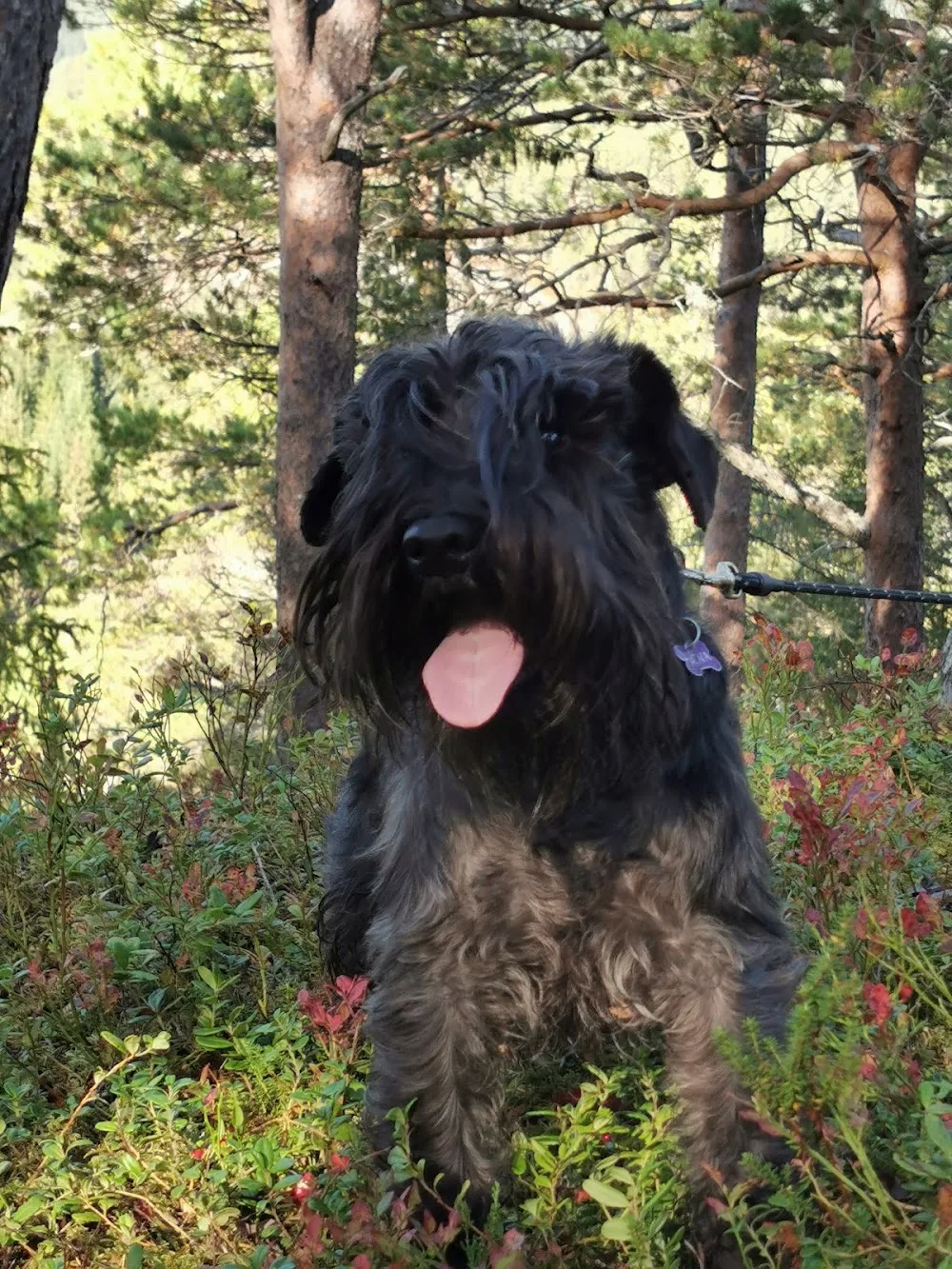 Kennel Annisto - Trøndelag pet otel