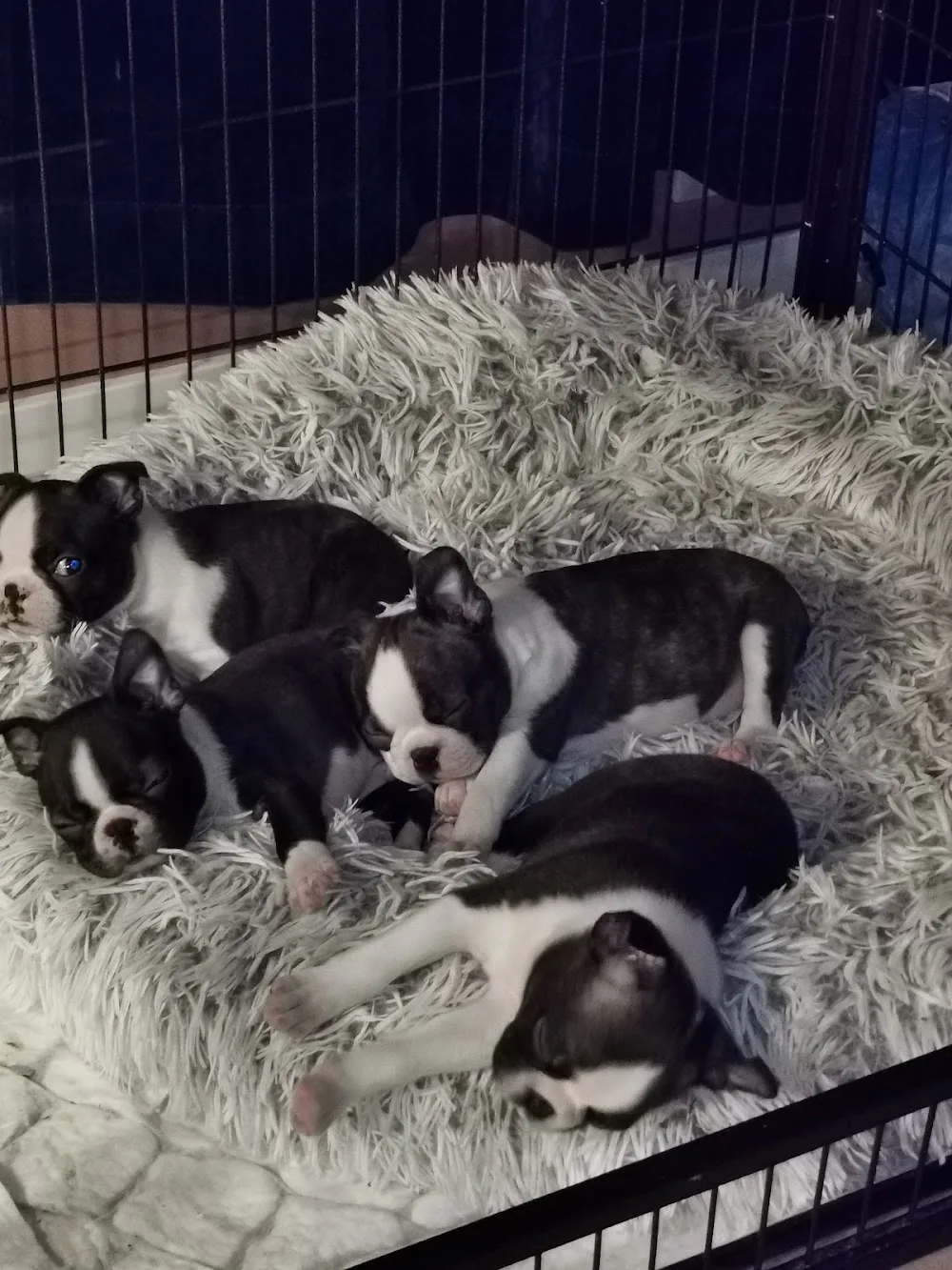 Kennel Annisto - Trøndelag pet otel görseli 3