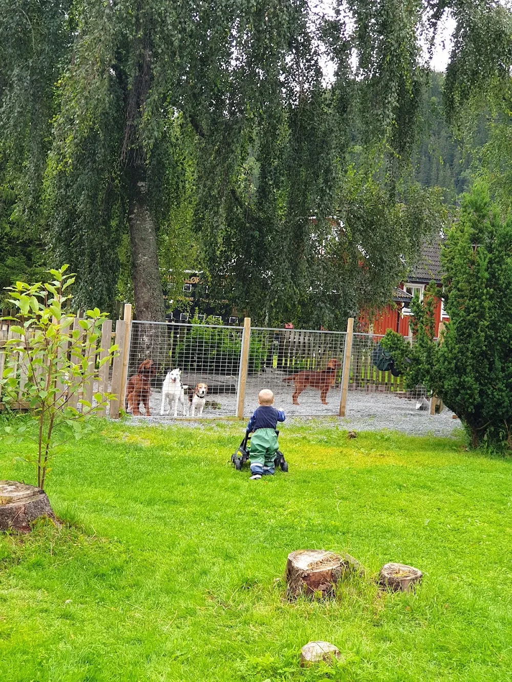 Midtkiløra hundearena - Trøndelag pet otel