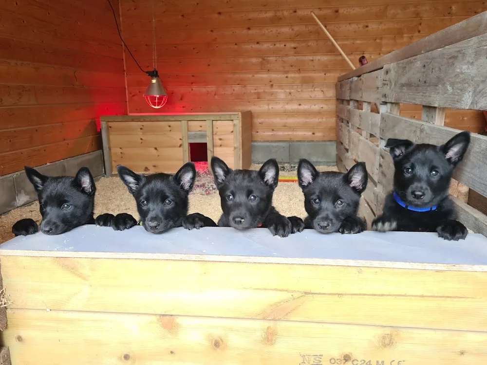 Reistadmoen Kennel - Trøndelag pet otel görseli 2