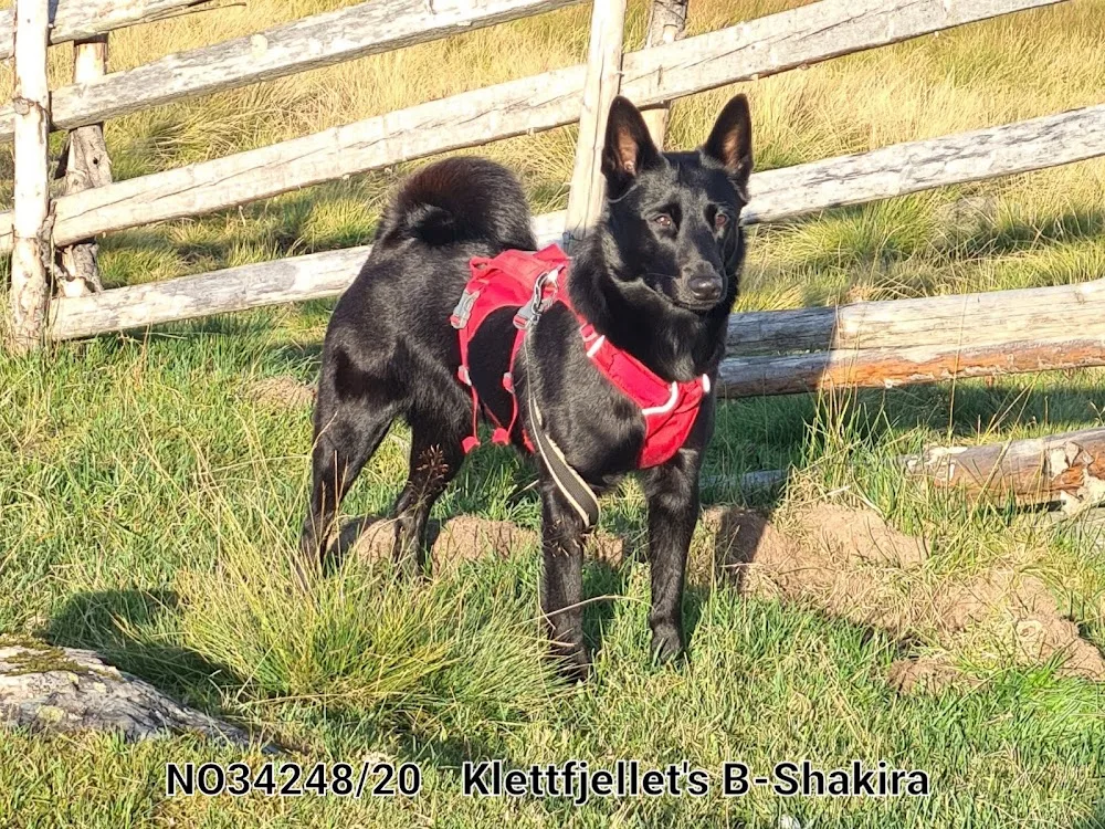 Reistadmoen Kennel - Trøndelag pet otel görseli 3