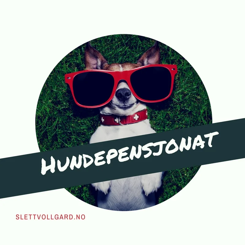 Slettvoll Gård Hundepensjonat - Trøndelag pet otel görseli 3