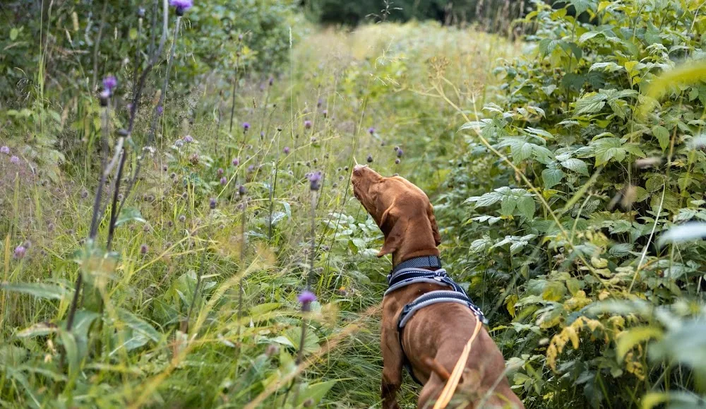 Trondheim Hundehotell AS - Trøndelag pet otel