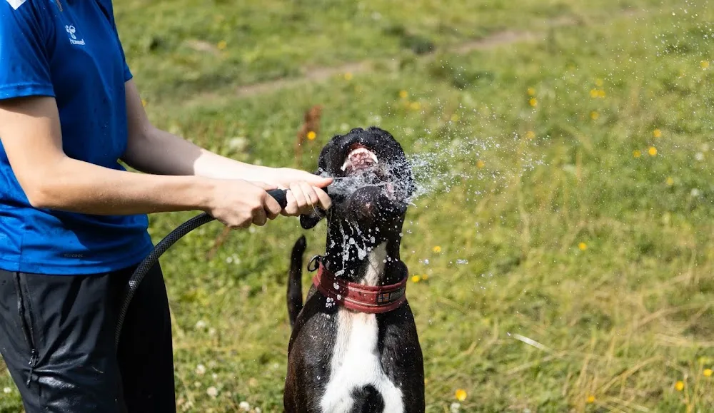 Trondheim Hundehotell AS - Trøndelag pet otel görseli 3