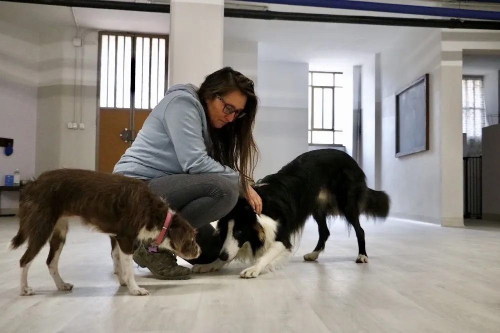 Associazione servizi cinofilia Doggy Home - Turin pet otel görseli 3