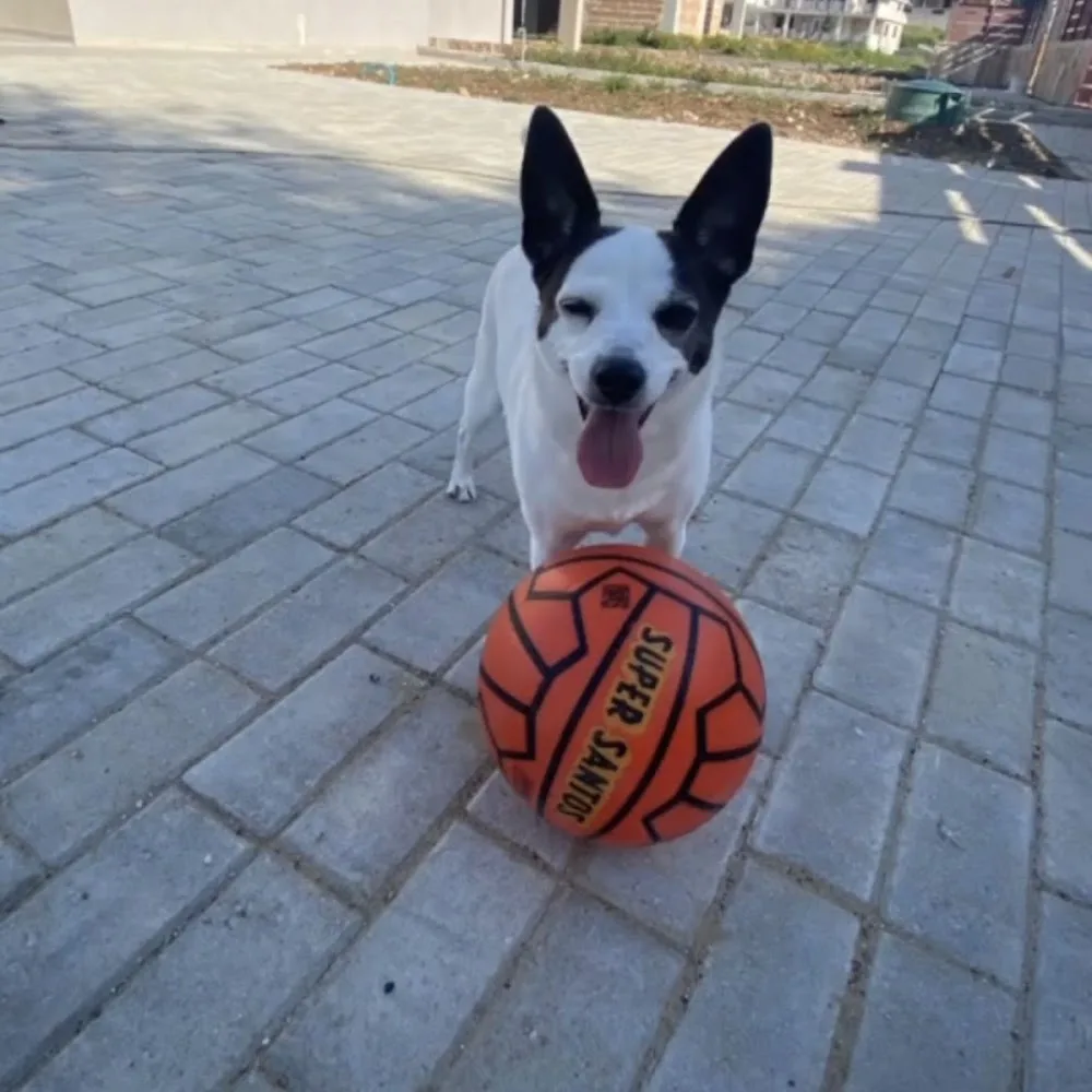 Rebecca - Family Dog Sitter - Roodus - Turin pet otel görseli 2