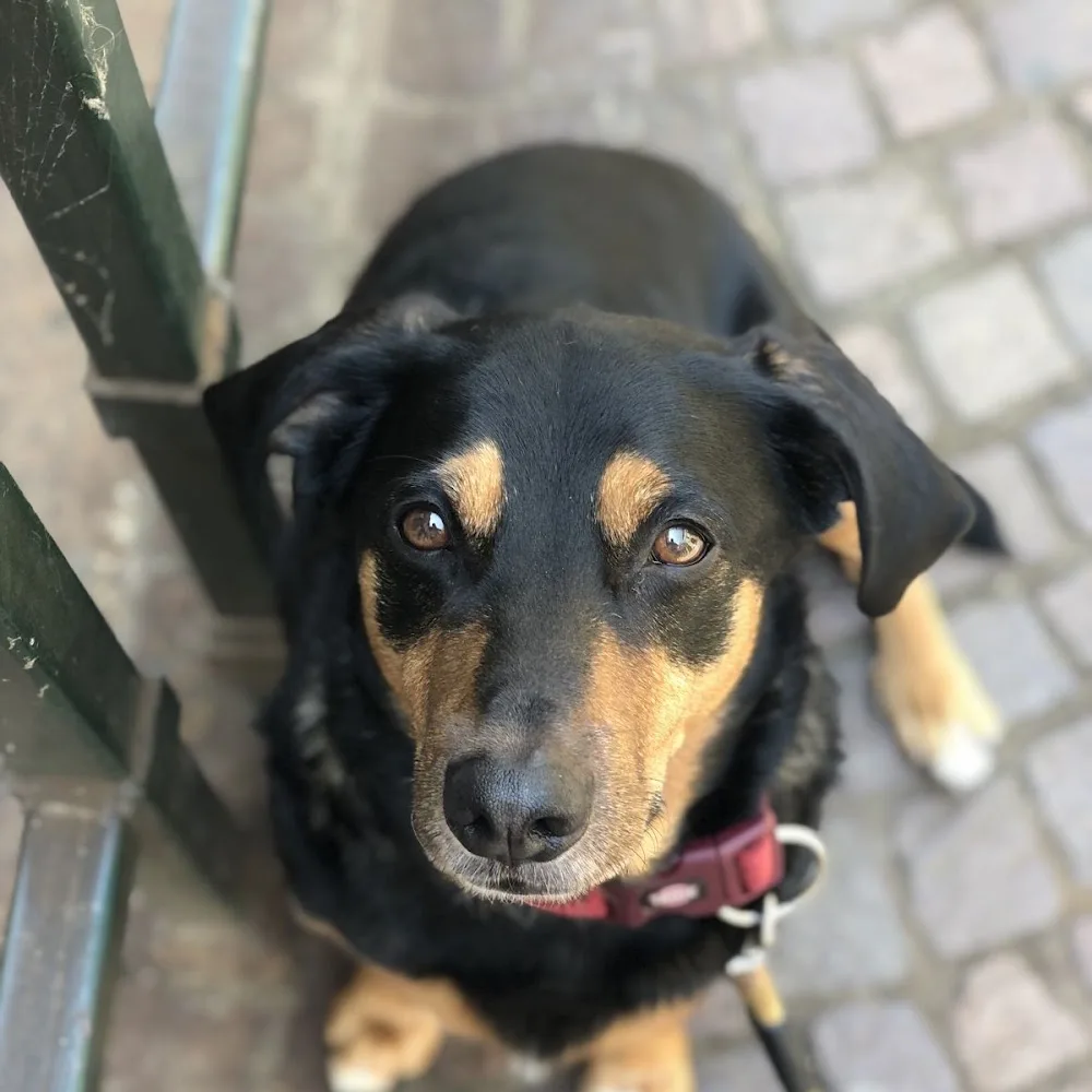Rebecca - Family Dog Sitter - Roodus - Turin pet otel görseli 3
