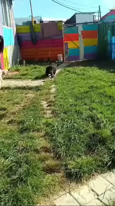 Kedi Köpek Oteli - Turkey pet otel