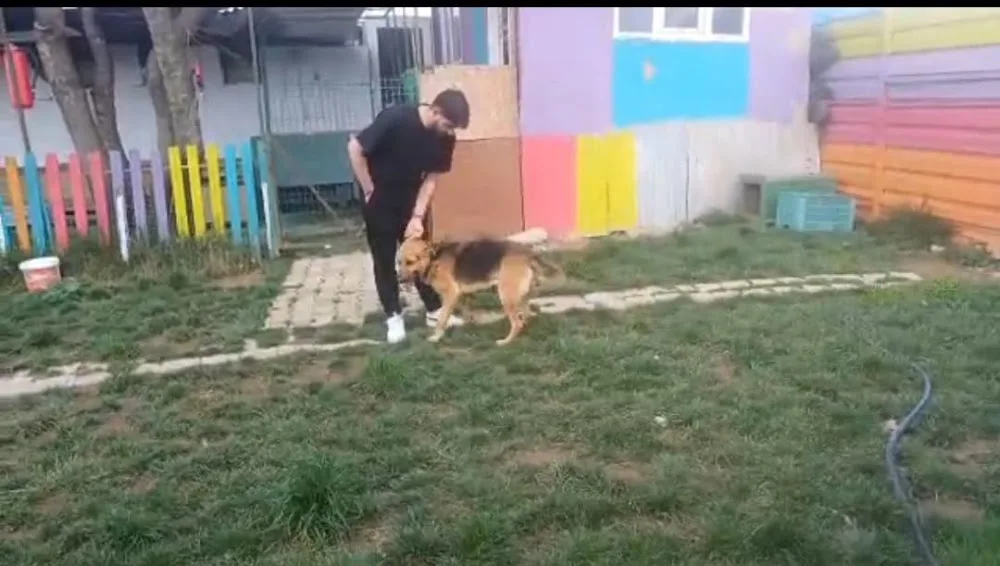 Kedi Köpek Oteli - Turkey pet otel görseli 3
