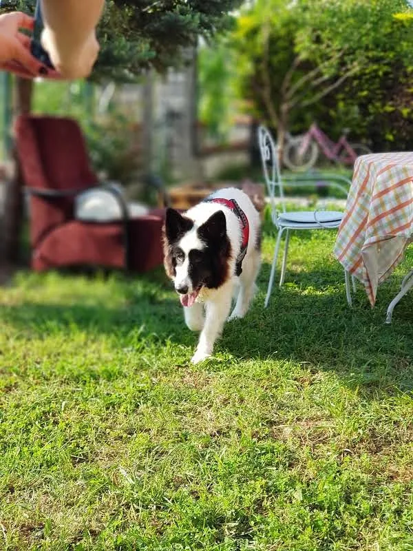 Özlemin Sevgi Yolu Petotel - Turkey pet otel