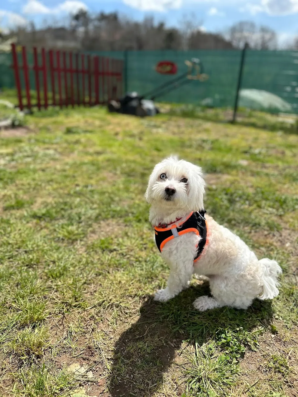Patili Villam Köpek Oteli - Türkiye pet otel görseli 3