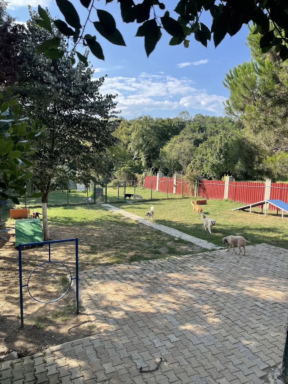 ROYALTY PET OTEL - Türkiye pet otel görseli 2