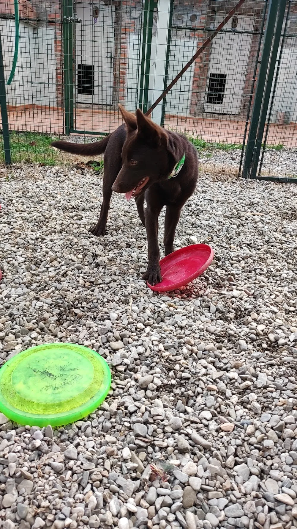 Cani fumanti - Tuscany pet otel
