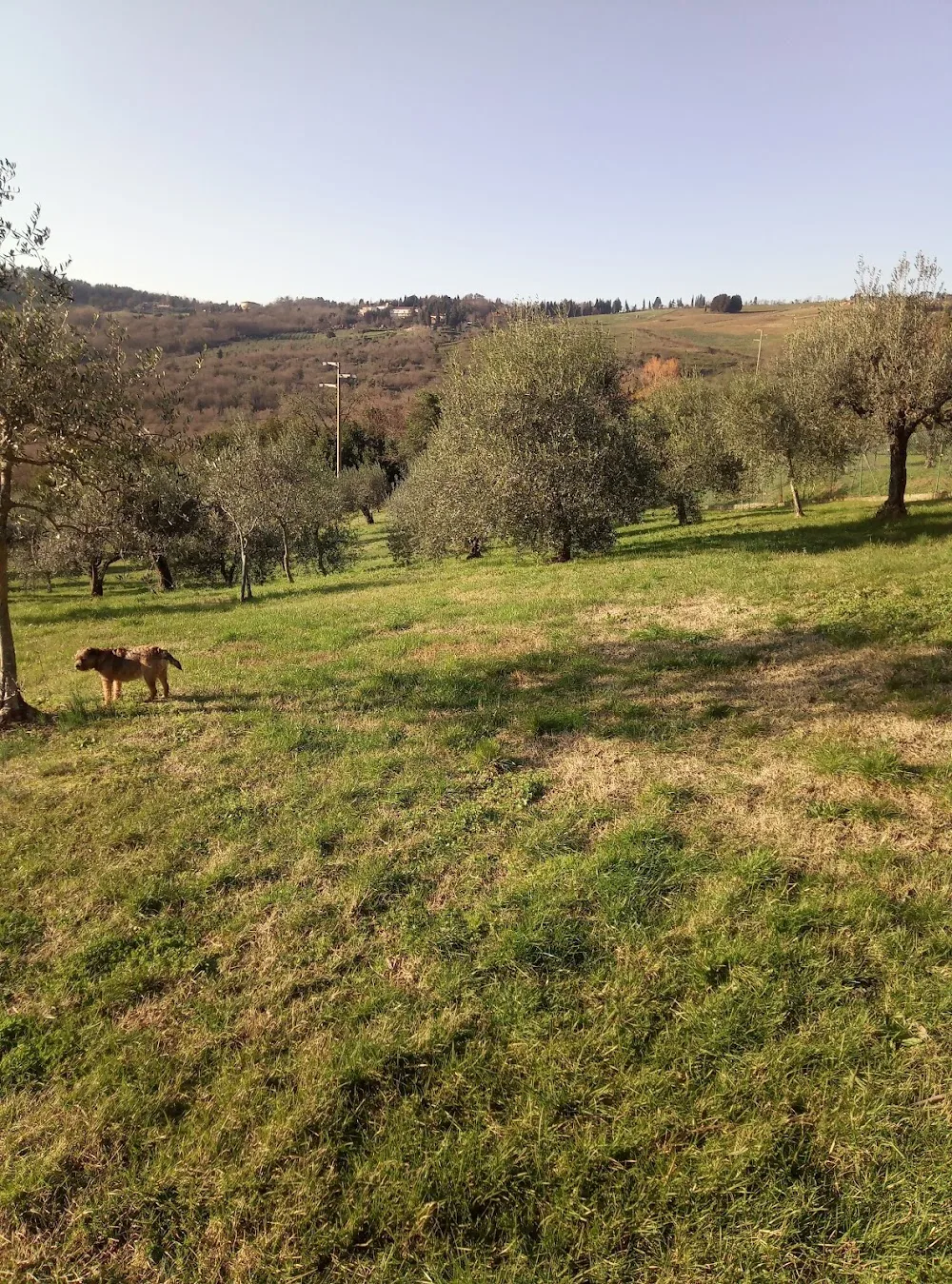 I Musicanti di Brema di Tiziana Baroncelli - Dog e Cat sitter presso la mia abitazione - Tuscany pet otel