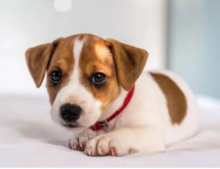 Pensione Per Cani La Ceppa di Frati Marco - Tuscany pet otel