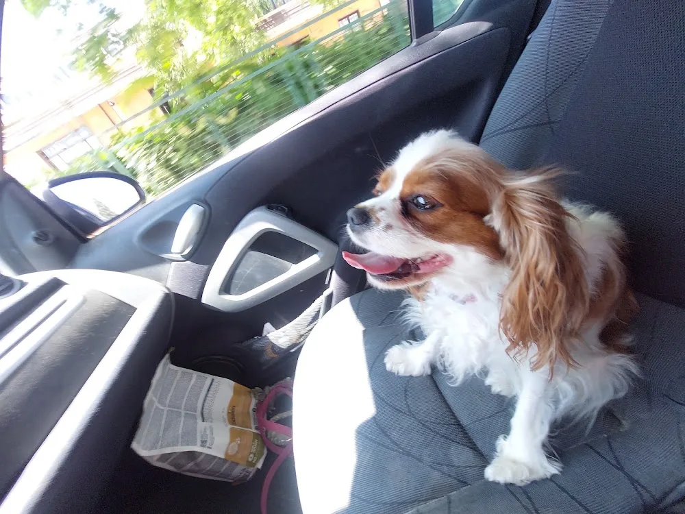 Pensione Per Cani La Ceppa di Frati Marco - Tuscany pet otel görseli 3