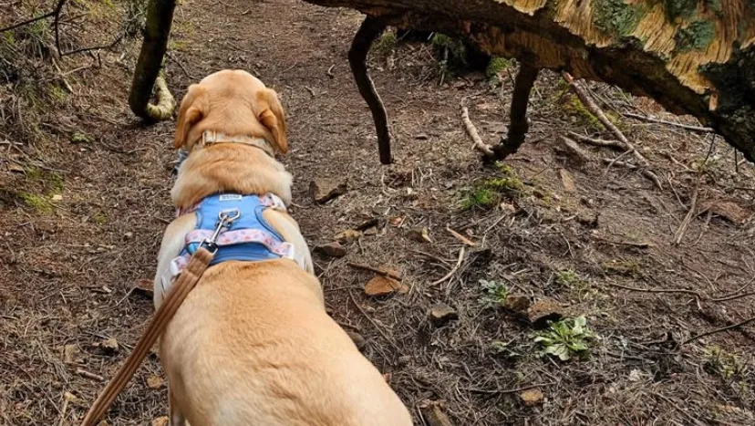 Pet partner (Koiran ulkoilutus , Lemmikkien päivähoito ,dog walking and pet sitting) - Tuusula pet otel