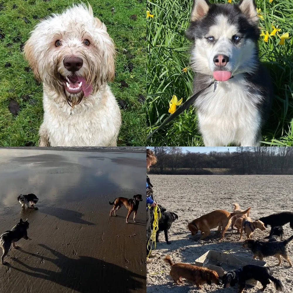 Pet partner (Koiran ulkoilutus , Lemmikkien päivähoito ,dog walking and pet sitting) - Tuusula pet otel görseli 7