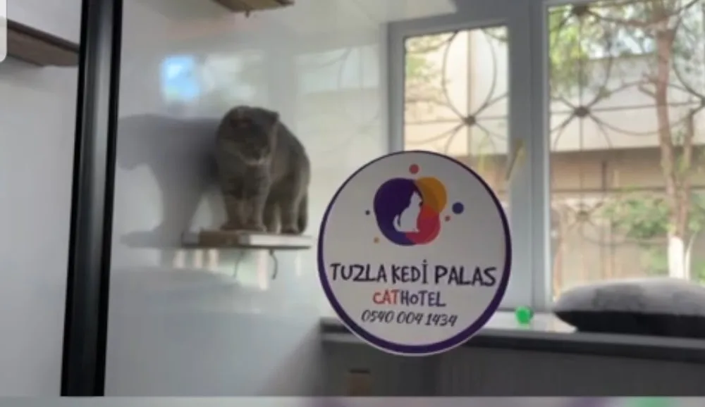 Tuzla Kedi Palas Kedi Oteli - Şile pet otel görseli 2