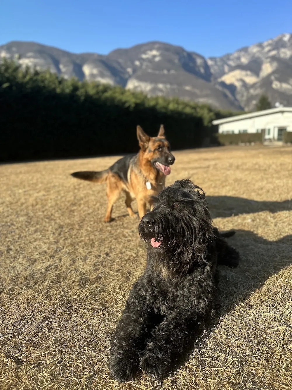 Dog`s Hotel - Tyrol pet otel görseli 2