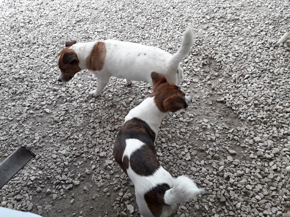 Dog`s Hotel - Tyrol pet otel görseli 3