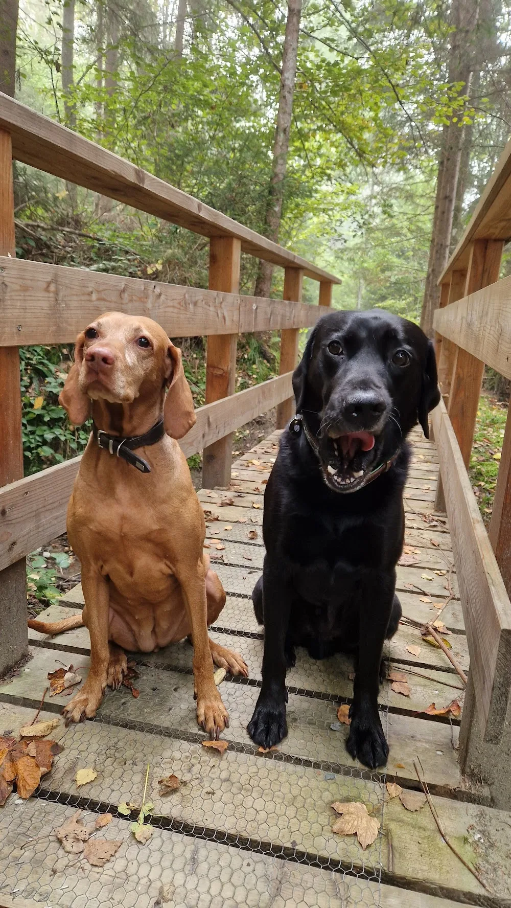 Hundebetreuung Tirol - Tyrol pet otel