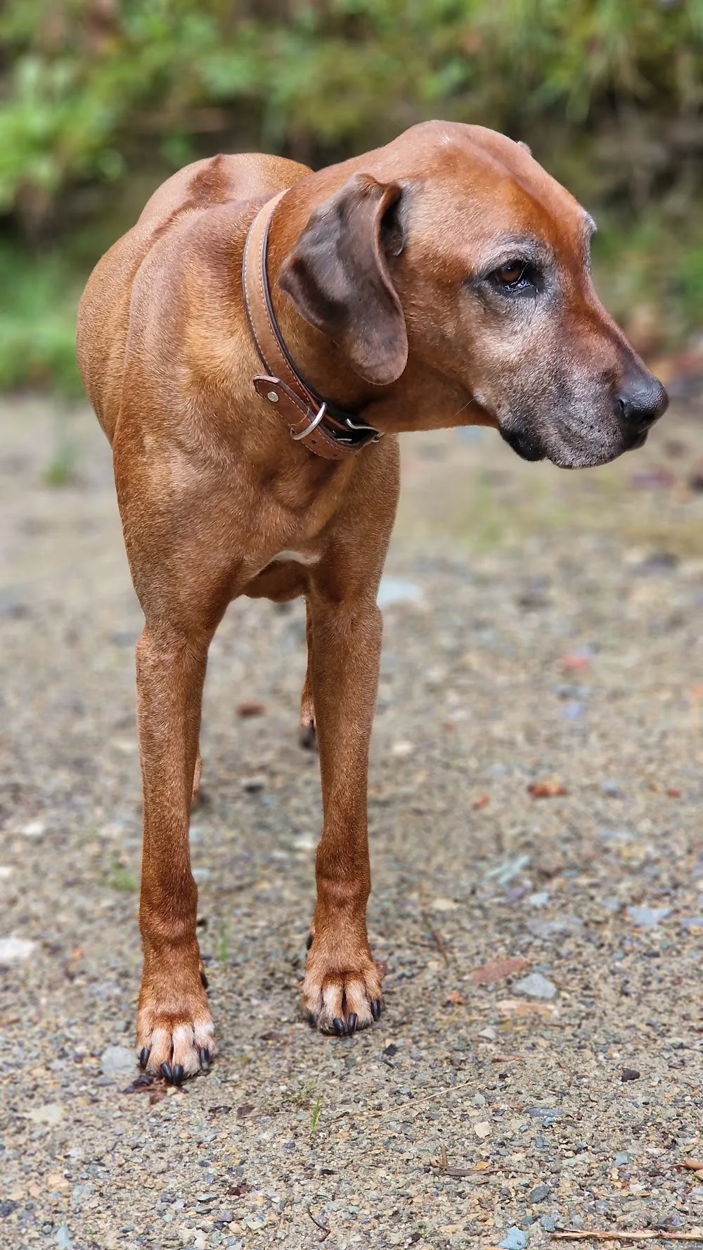 Hundebetreuung Tirol - Tyrol pet otel görseli 3
