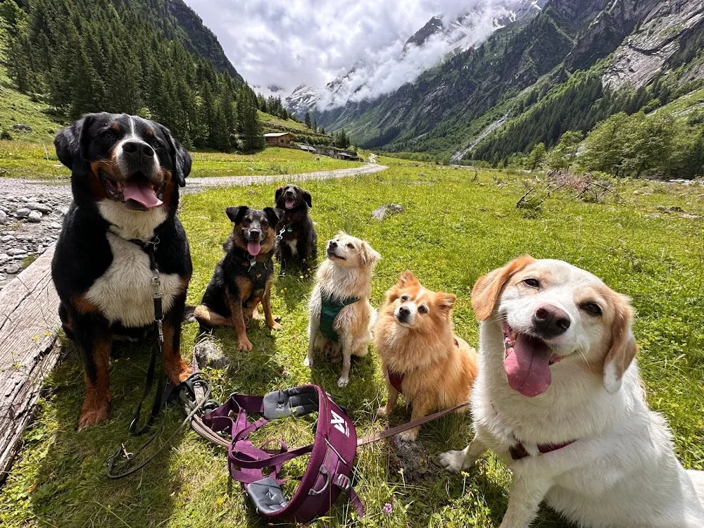Hundeglück Zillertal - Tyrol pet otel görseli 3