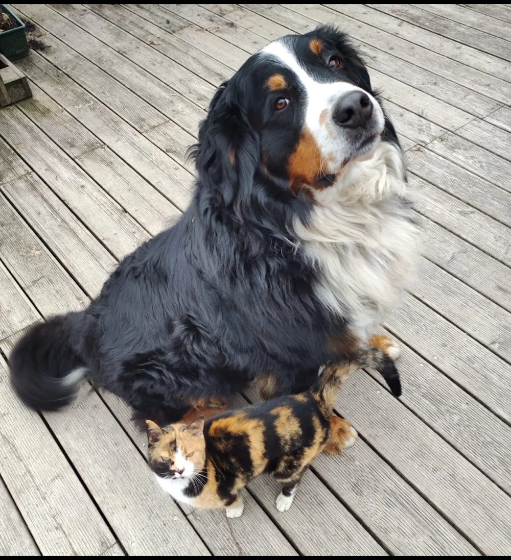 Hundepension Kaltererhof - Tyrol pet otel görseli 2
