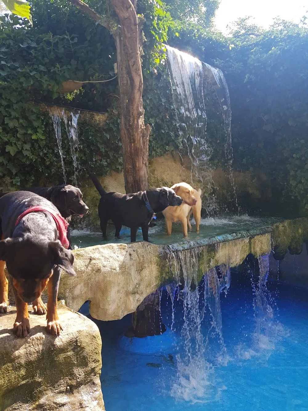 Hundepension Kranebitten - Tyrol pet otel