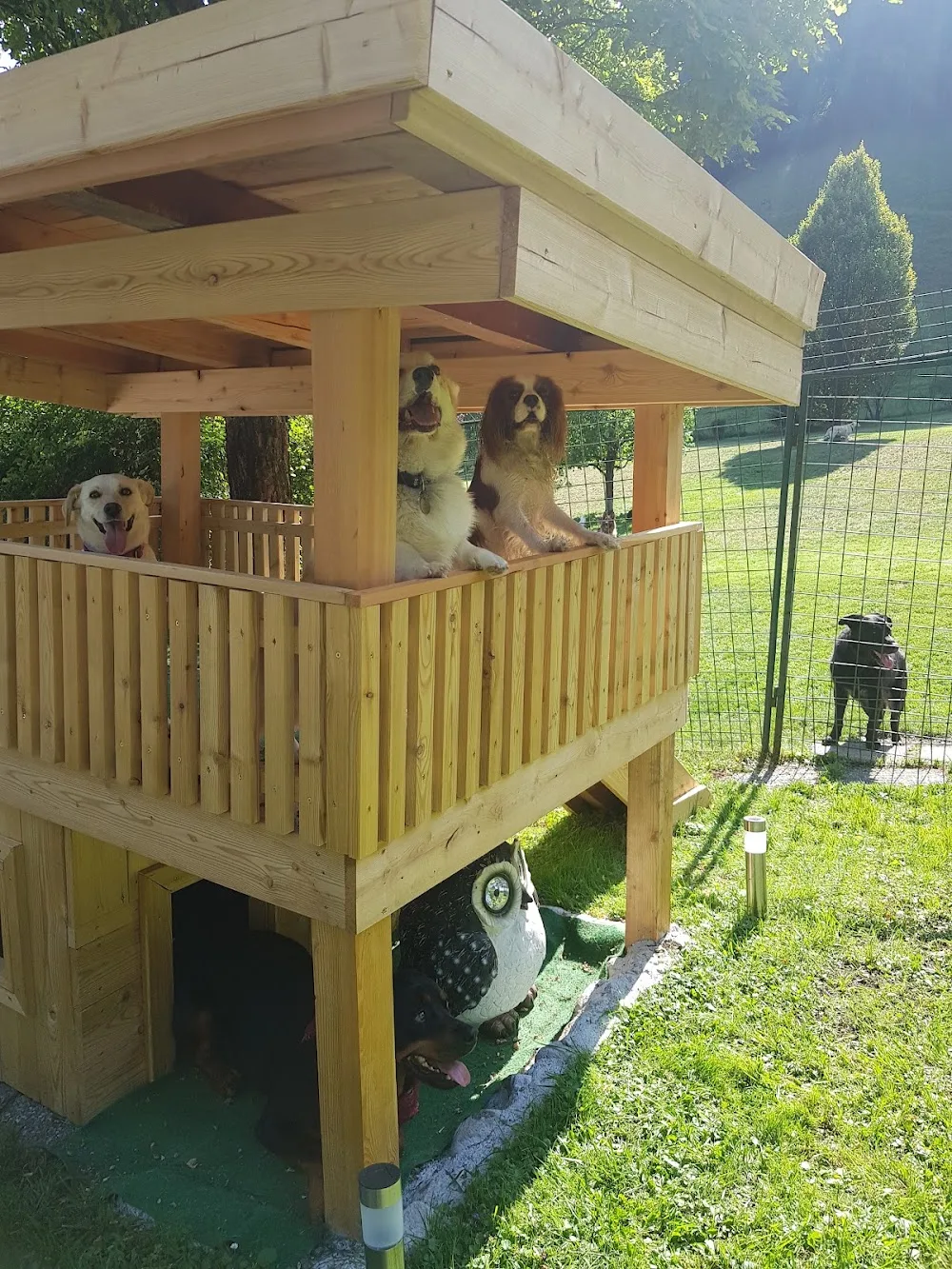 Hundepension Kranebitten - Tyrol pet otel görseli 3