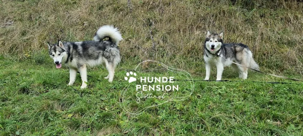 Hundepension Südtirol - Tyrol pet otel görseli 3