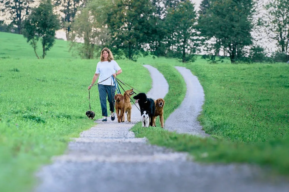 KB DOGS Hundebetreuung - Tyrol pet otel görseli 2