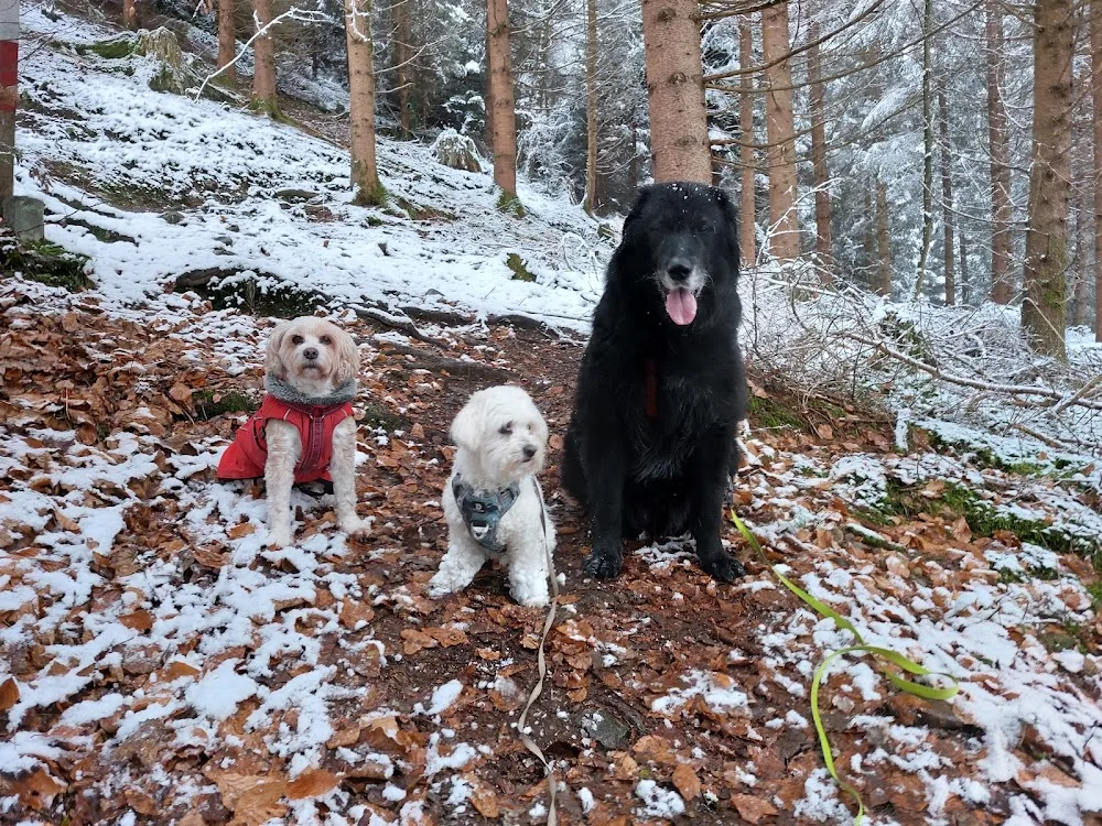 Salon - Pension - Hundestübchen - Tyrol pet otel görseli 2