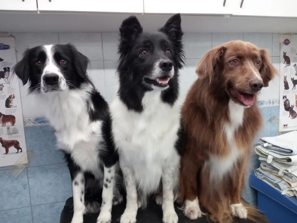 Tierhobby Hundesalon Hundepension Laner Astrid - Tyrol pet otel görseli 2