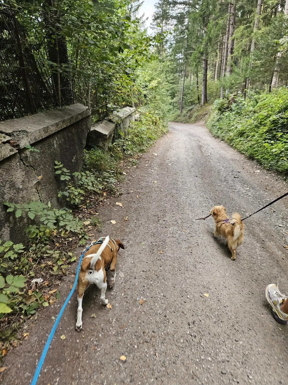 Tierschutzverein für Tirol - Tierheim Innsbruck-Mentlberg - Tyrol pet otel görseli 3