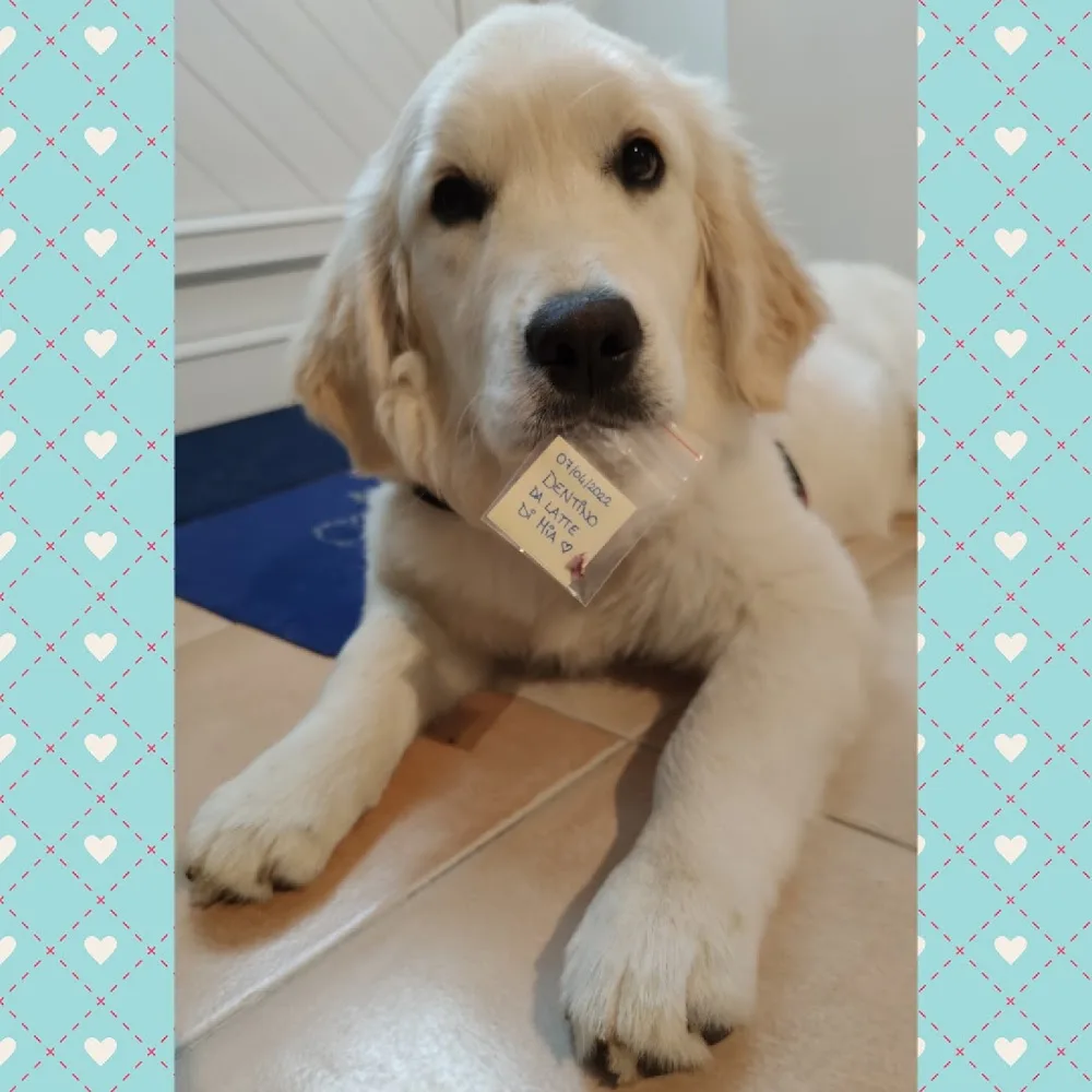 Zia Giada Pet e Dog Sitter - Udine pet otel