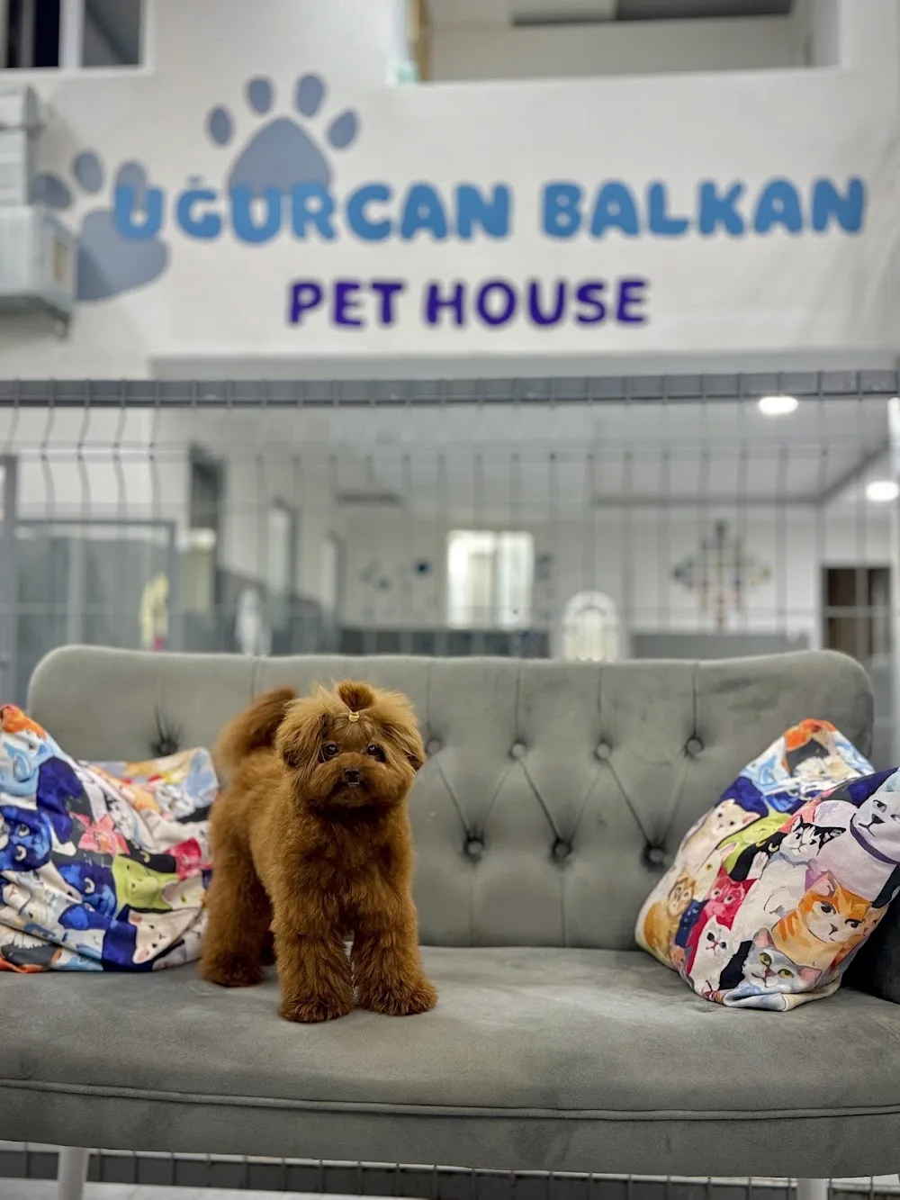 Uğurcan Balkan Pet House - Diyarbakır pet otel görseli 2